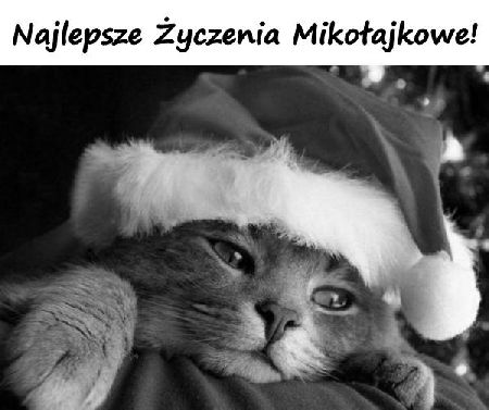 Kotek w czapce Mikołaja z życzeniami